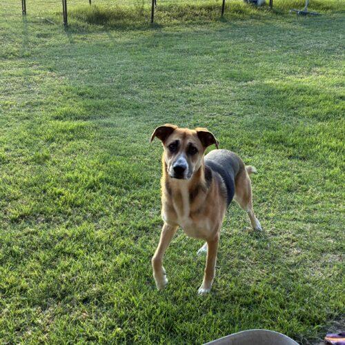 Mira, a Adoptable mixed breed in Edmond, OK image 3/6