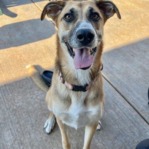 Enlarge Mira, a Adoptable mixed breed in Edmond, OK image 3/5