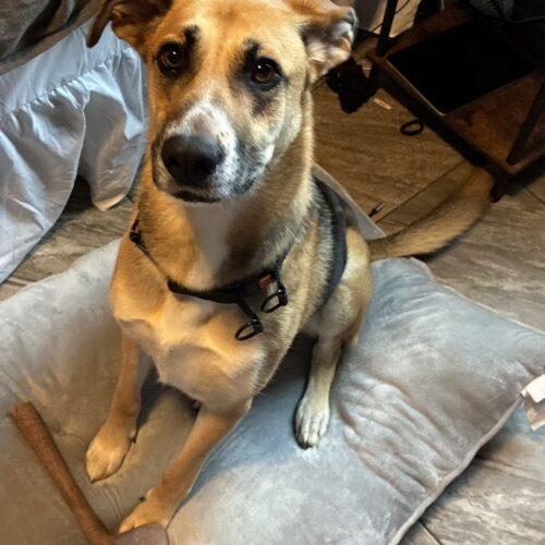 Mira, a Adoptable mixed breed in Edmond, OK image 4/6
