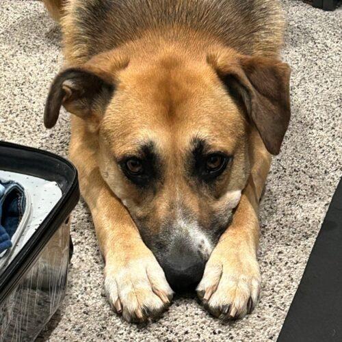 Mira, a Adoptable mixed breed in Edmond, OK image 5/6