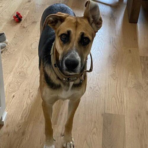 Mira, a Adoptable mixed breed in Edmond, OK image 6/6