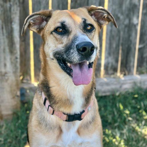 Enlarge Mira, a Adoptable mixed breed in Edmond, OK image 4/5