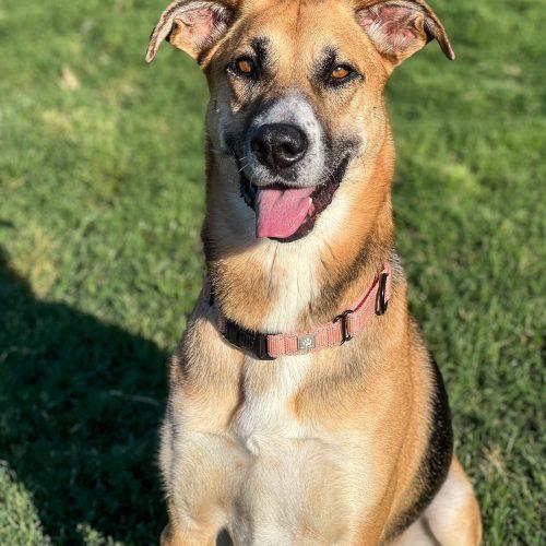 Enlarge Mira, a Adoptable mixed breed in Edmond, OK image 5/5