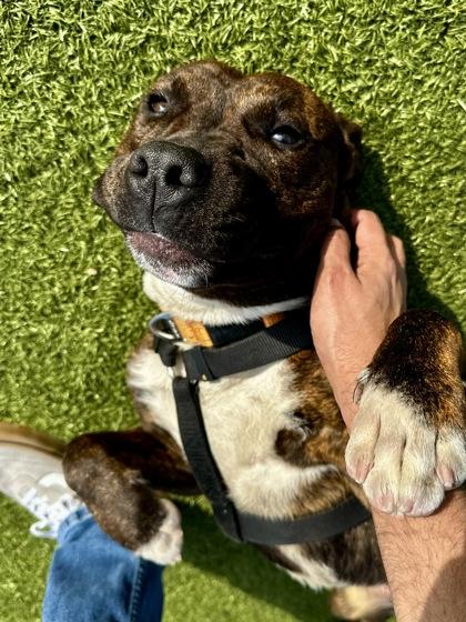 Enlarge Squirrel Wrangler, a Adoptable mixed breed in Wichita, KS image 1/3