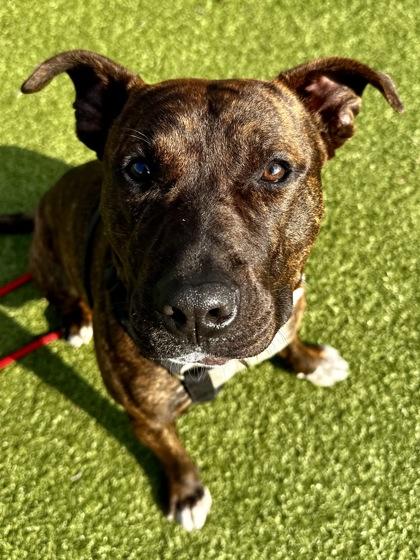 Enlarge Squirrel Wrangler, a Adoptable mixed breed in Wichita, KS image 3/3