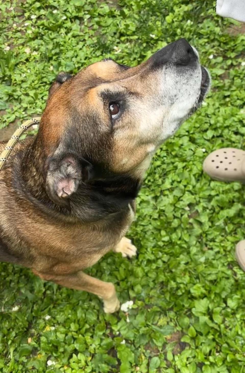 Bella, a Adoptable mixed breed in GLEN MILLS, PA image 1/3