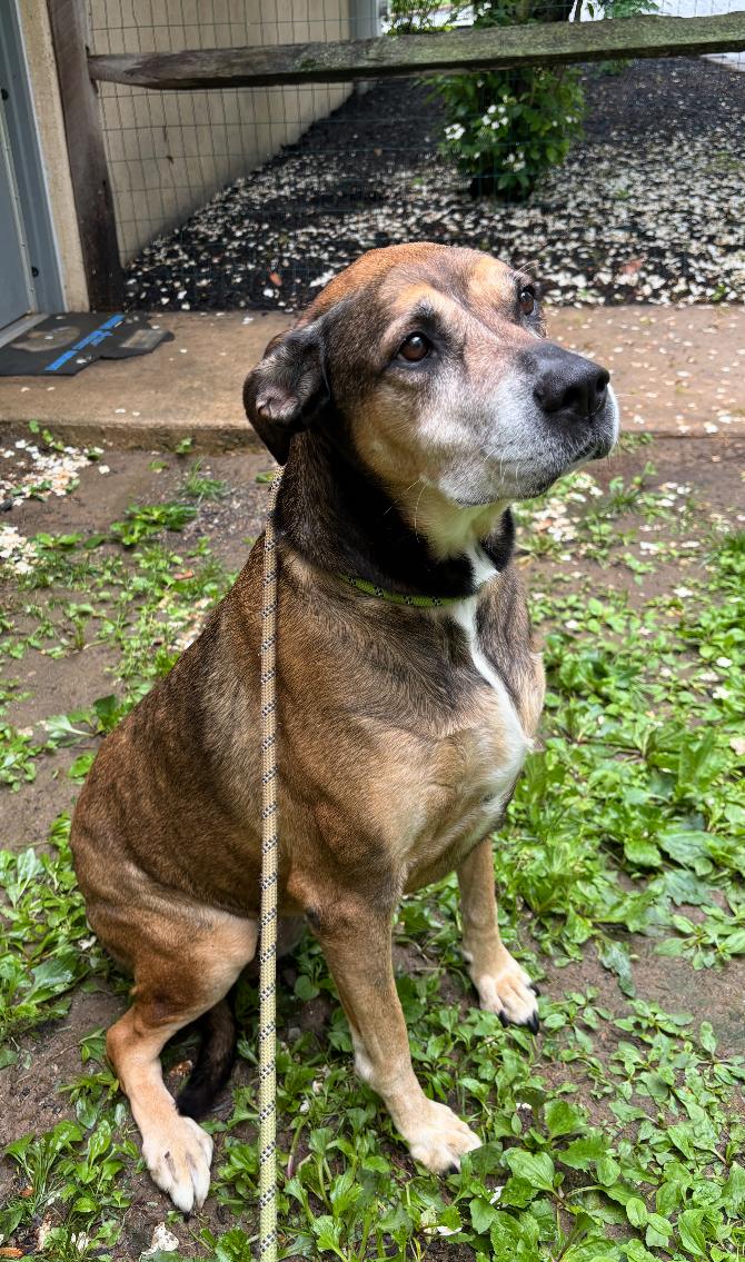 Bella, a Adoptable mixed breed in GLEN MILLS, PA image 3/3