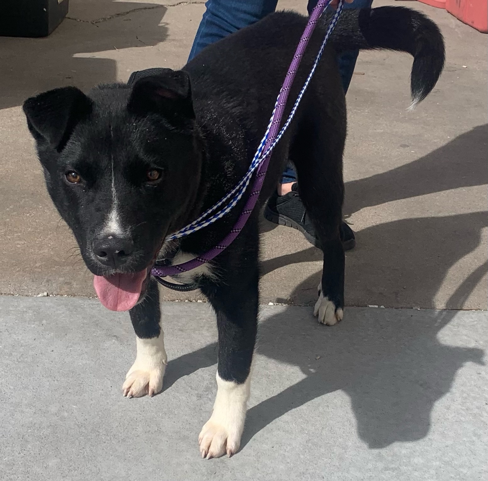 Boomer, a Adoptable Black Labrador Retriever in San Luis, CO image 1/2