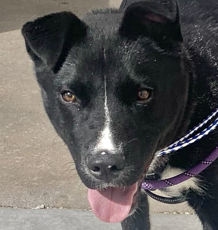 Boomer, Adoptable, Puppy Male Black Labrador Retriever.