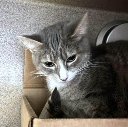 Enlarge Phoenix, a Adoptable mixed breed in Washington, DC image 1/3