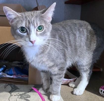 Enlarge Phoenix, a Adoptable mixed breed in Washington, DC image 2/3
