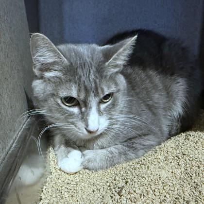 Enlarge Phoenix, a Adoptable mixed breed in Washington, DC image 3/3