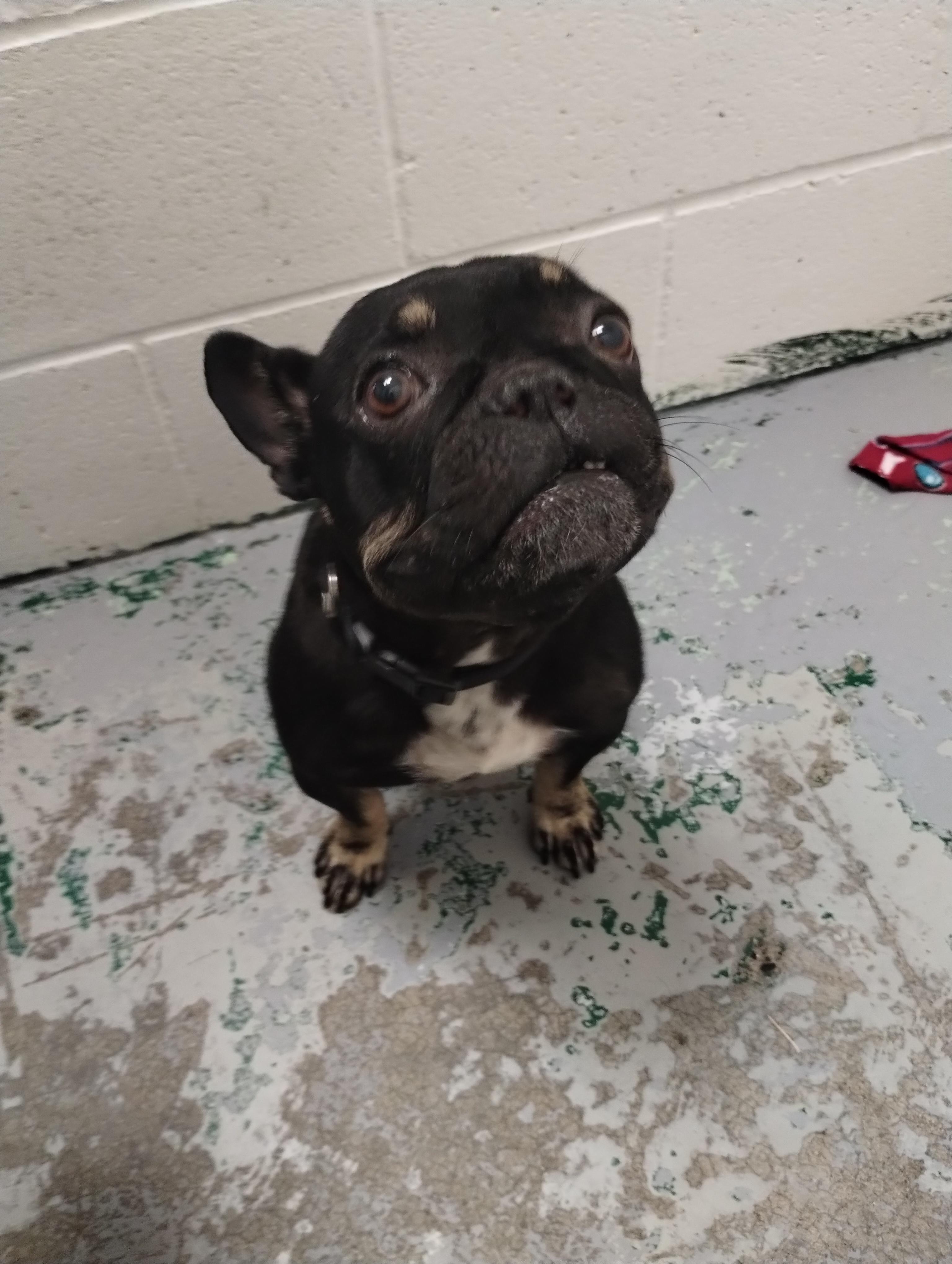 Olive, an adoptable French Bulldog in Spokane, WA, 99216 | Photo Image 2