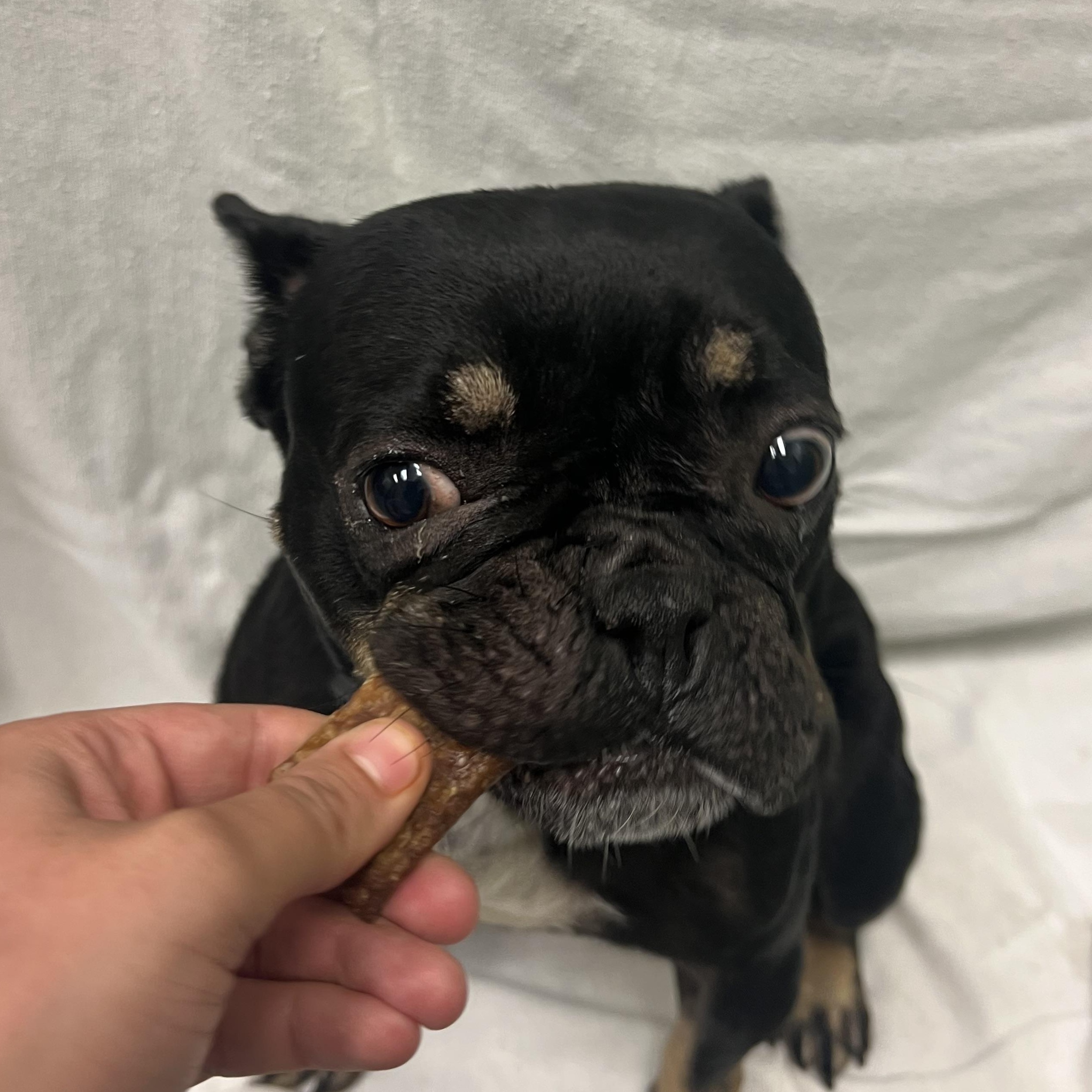 Olive, an adoptable French Bulldog in Spokane, WA, 99216 | Photo Image 1