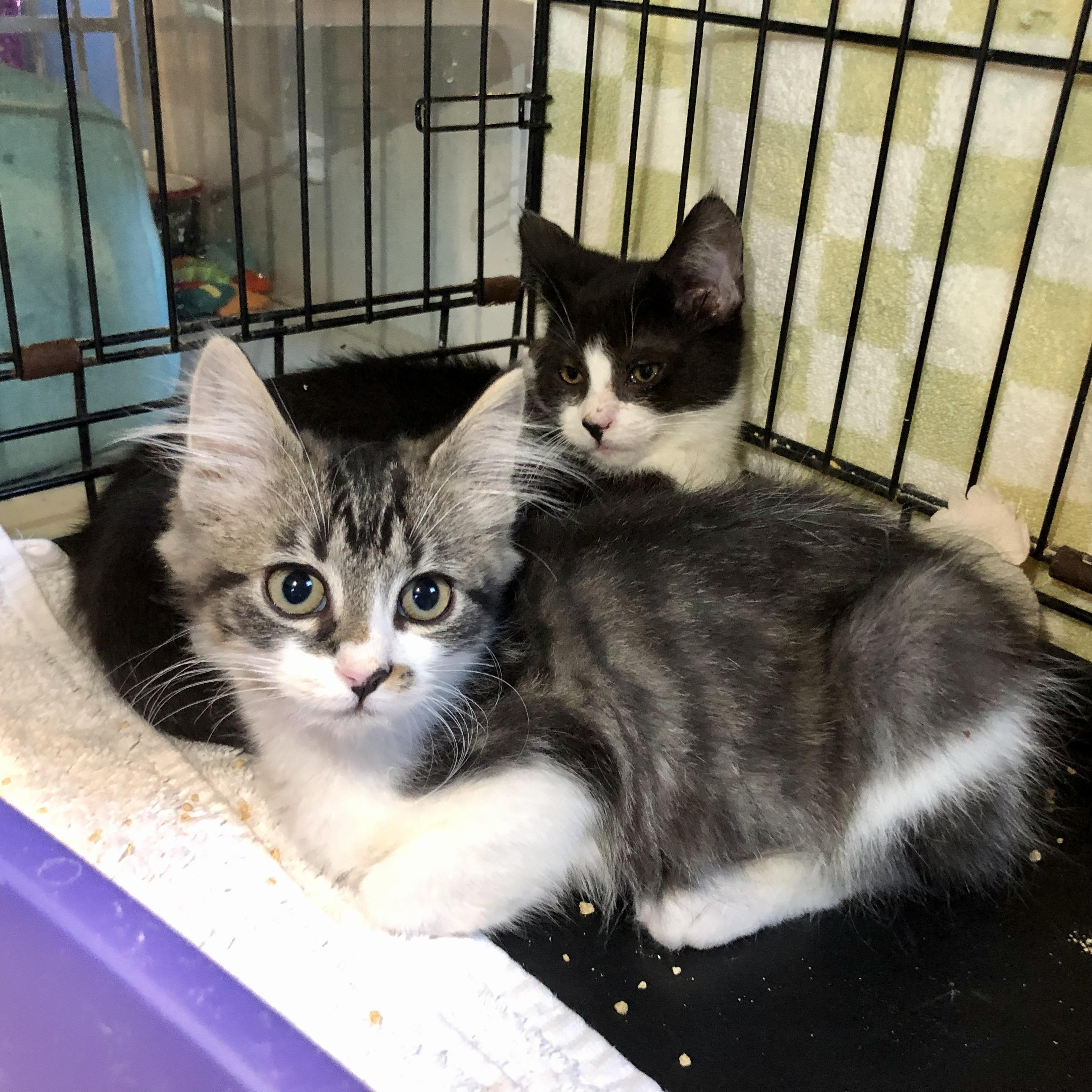 Enlarge Corey, an adopted Domestic Medium Hair in Salisbury, MA image 2/6