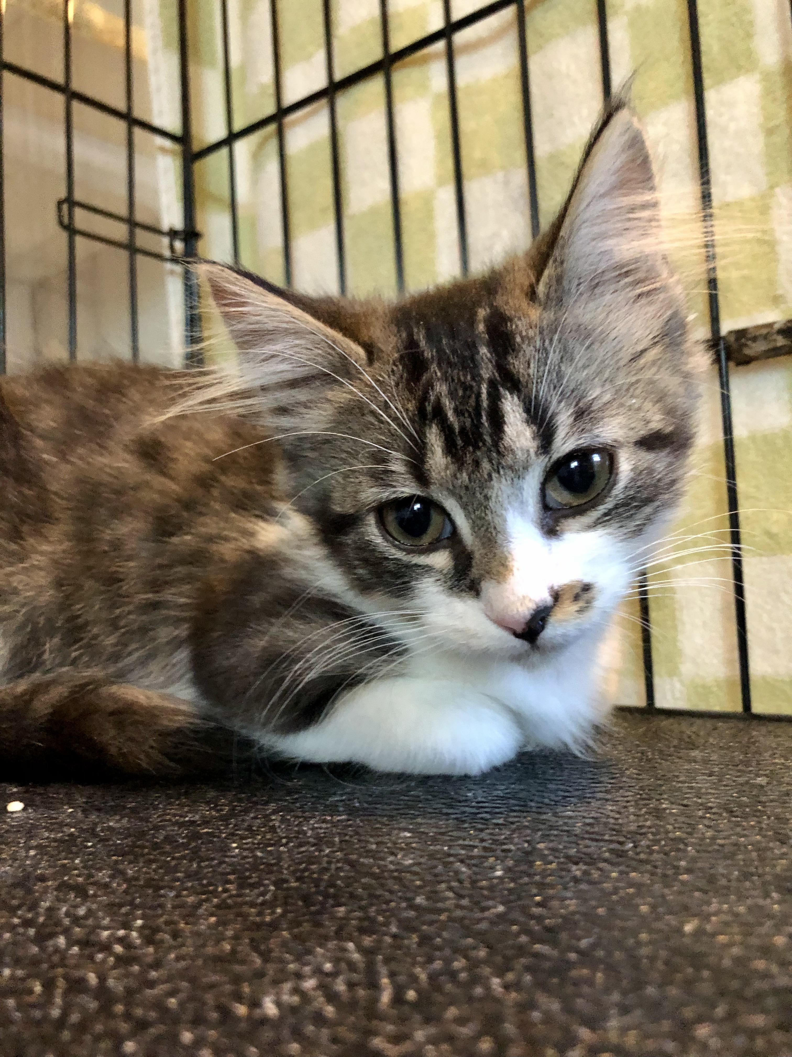 Enlarge Corey, an adopted Domestic Medium Hair in Salisbury, MA image 5/6