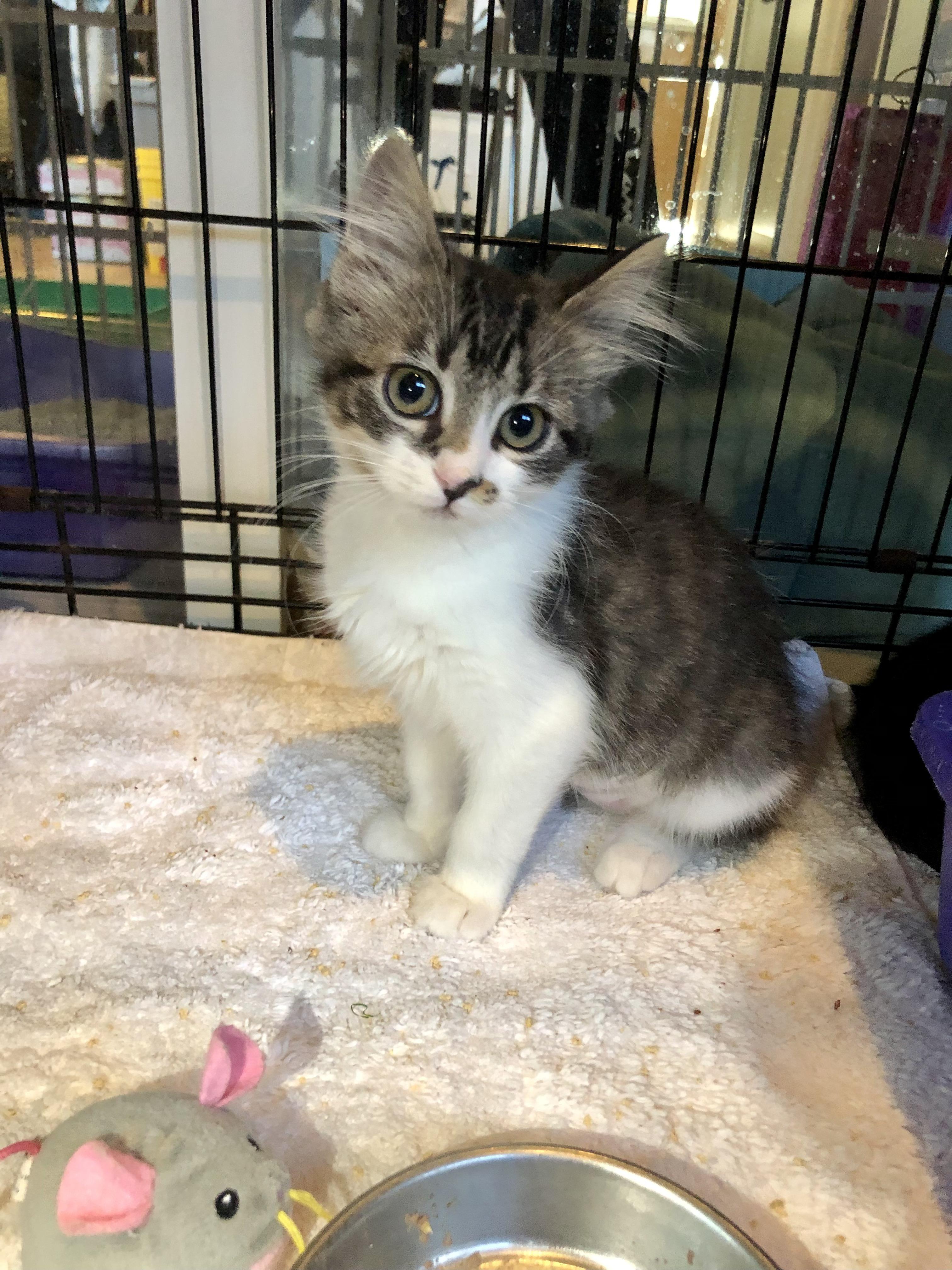 Enlarge Corey, an adopted Domestic Medium Hair in Salisbury, MA image 4/6