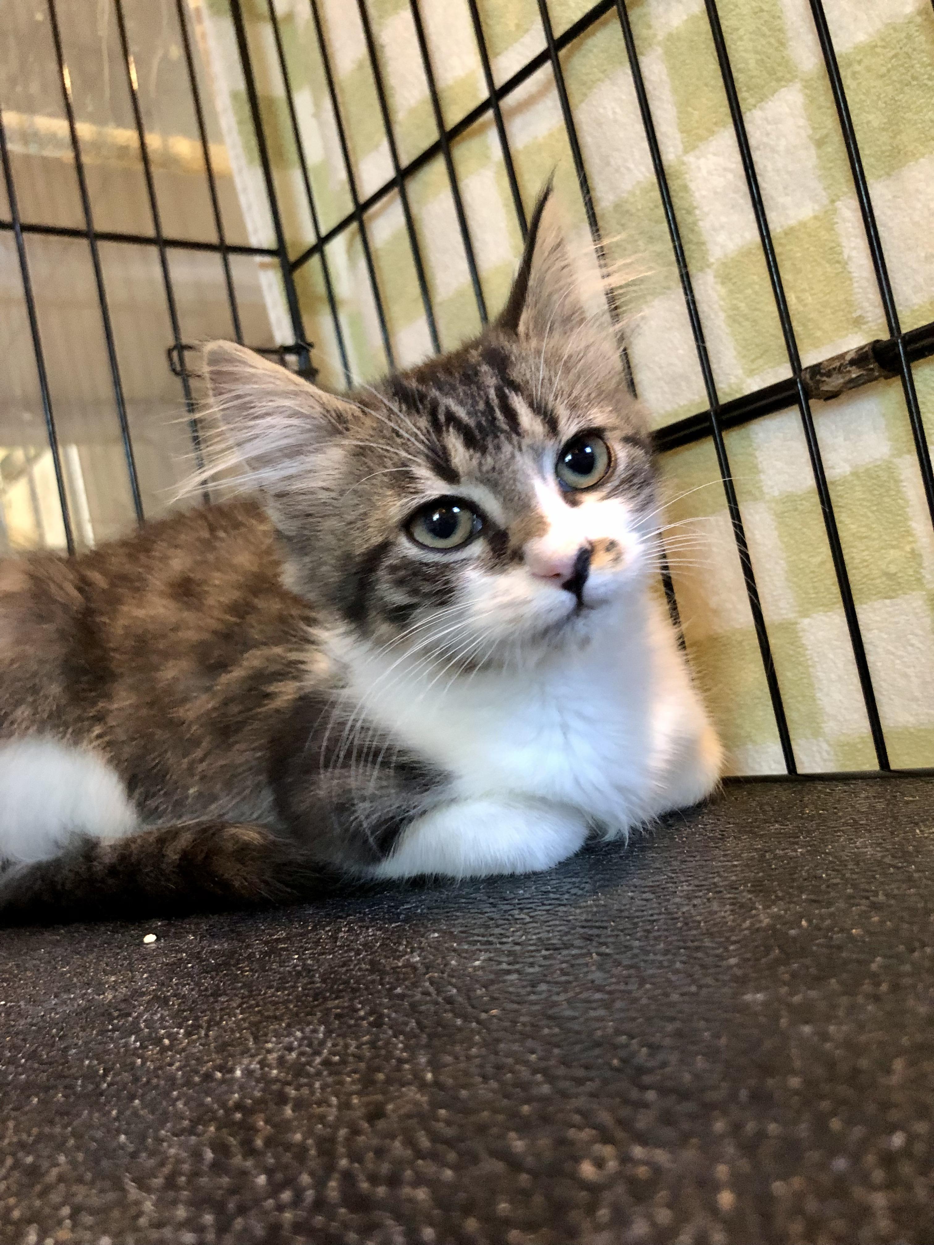 Enlarge Corey, an adopted Domestic Medium Hair in Salisbury, MA image 3/6