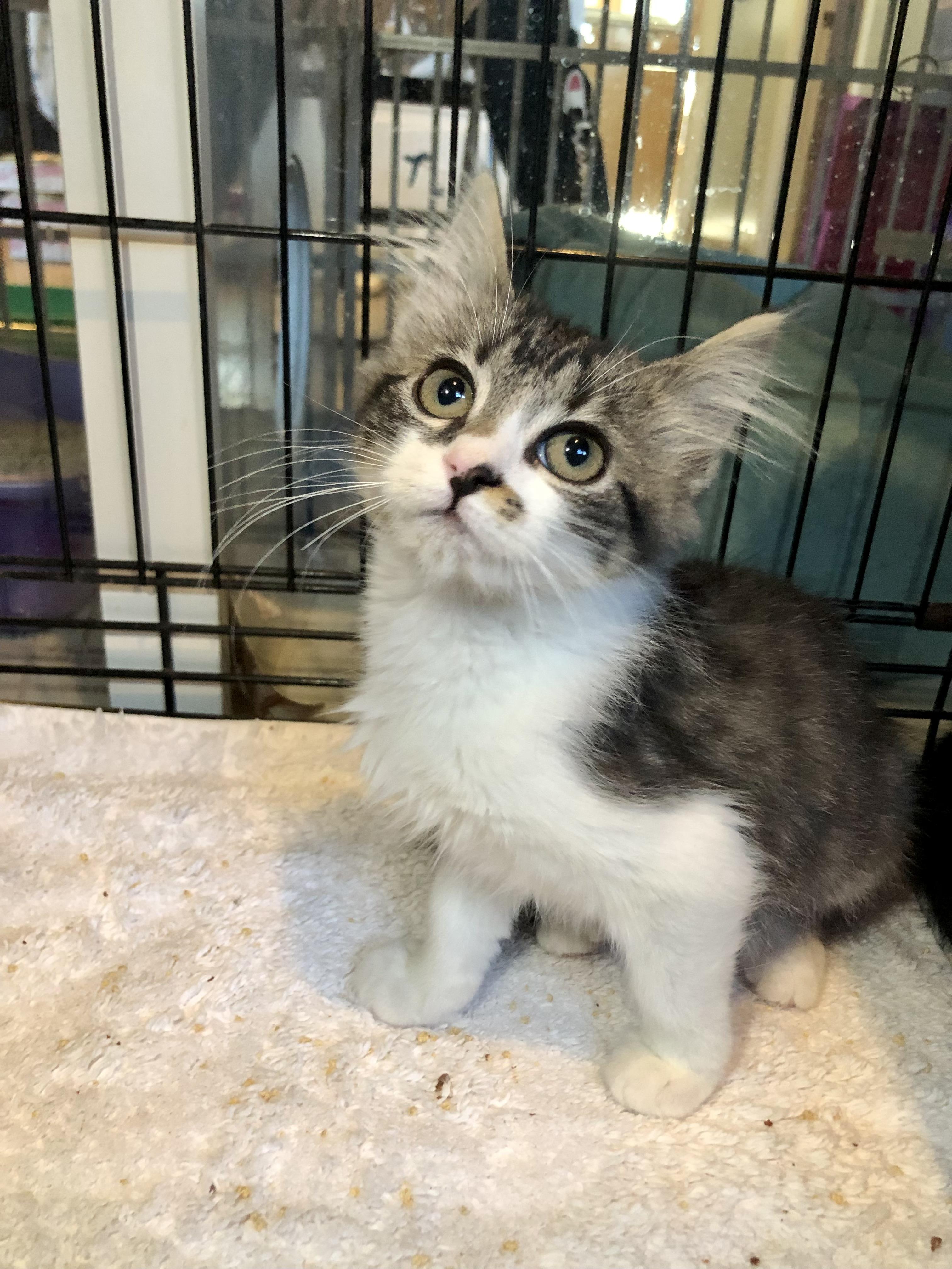 Enlarge Corey, an adopted Domestic Medium Hair in Salisbury, MA image 1/6