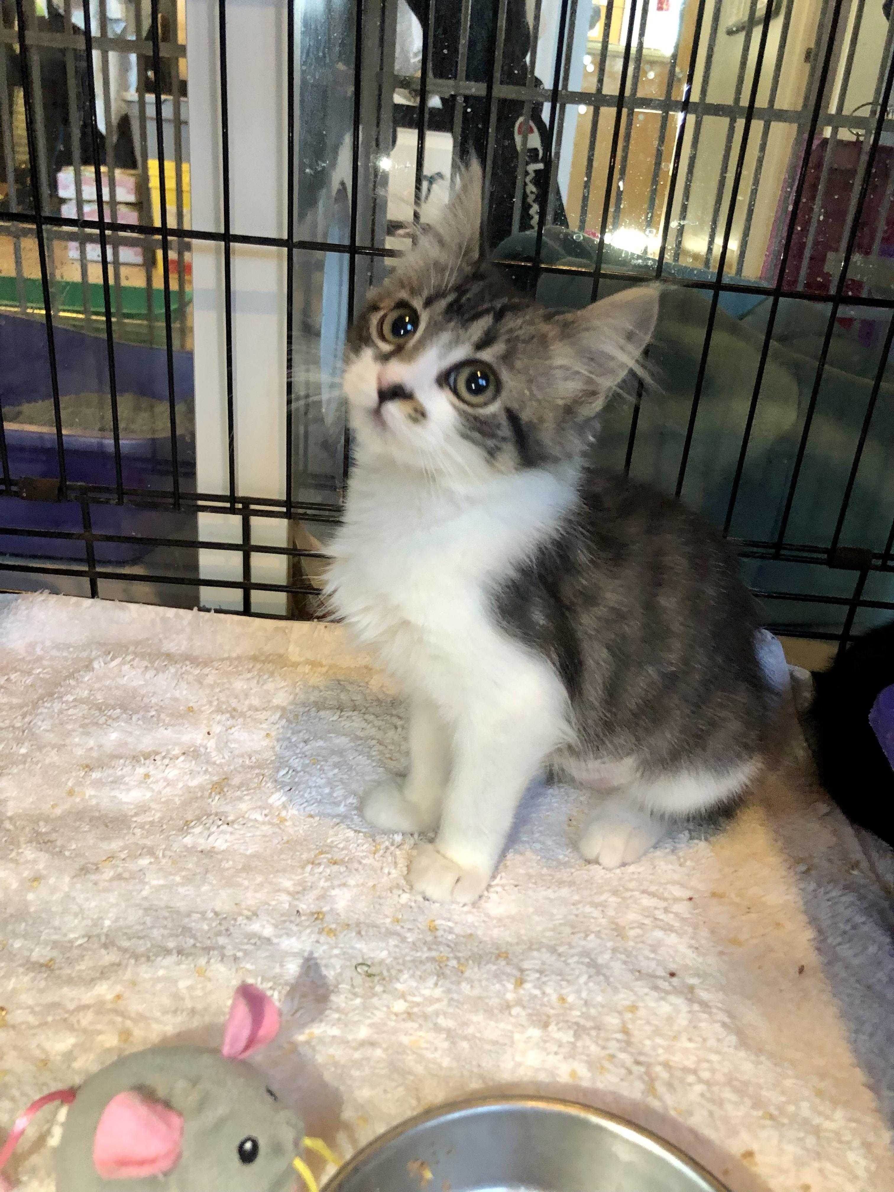 Enlarge Corey, an adopted Domestic Medium Hair in Salisbury, MA image 6/6