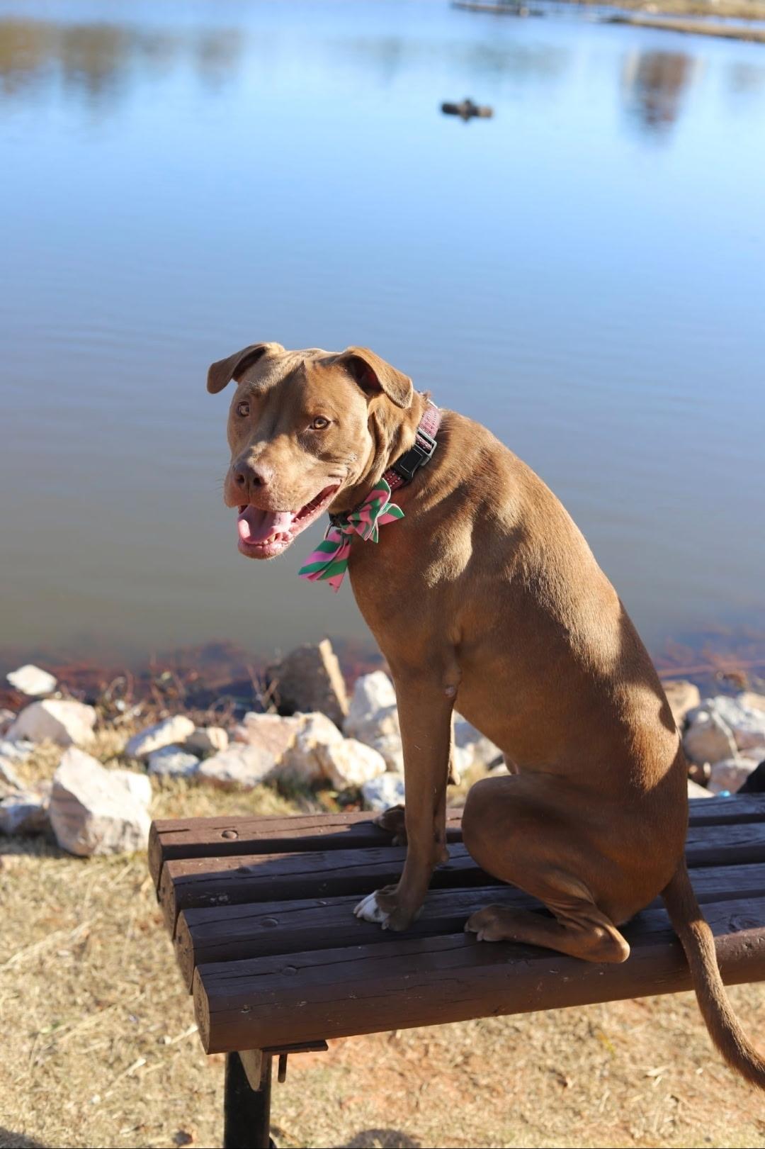 Achilles, Adoptable, Adult Male Pit Bull Terrier.