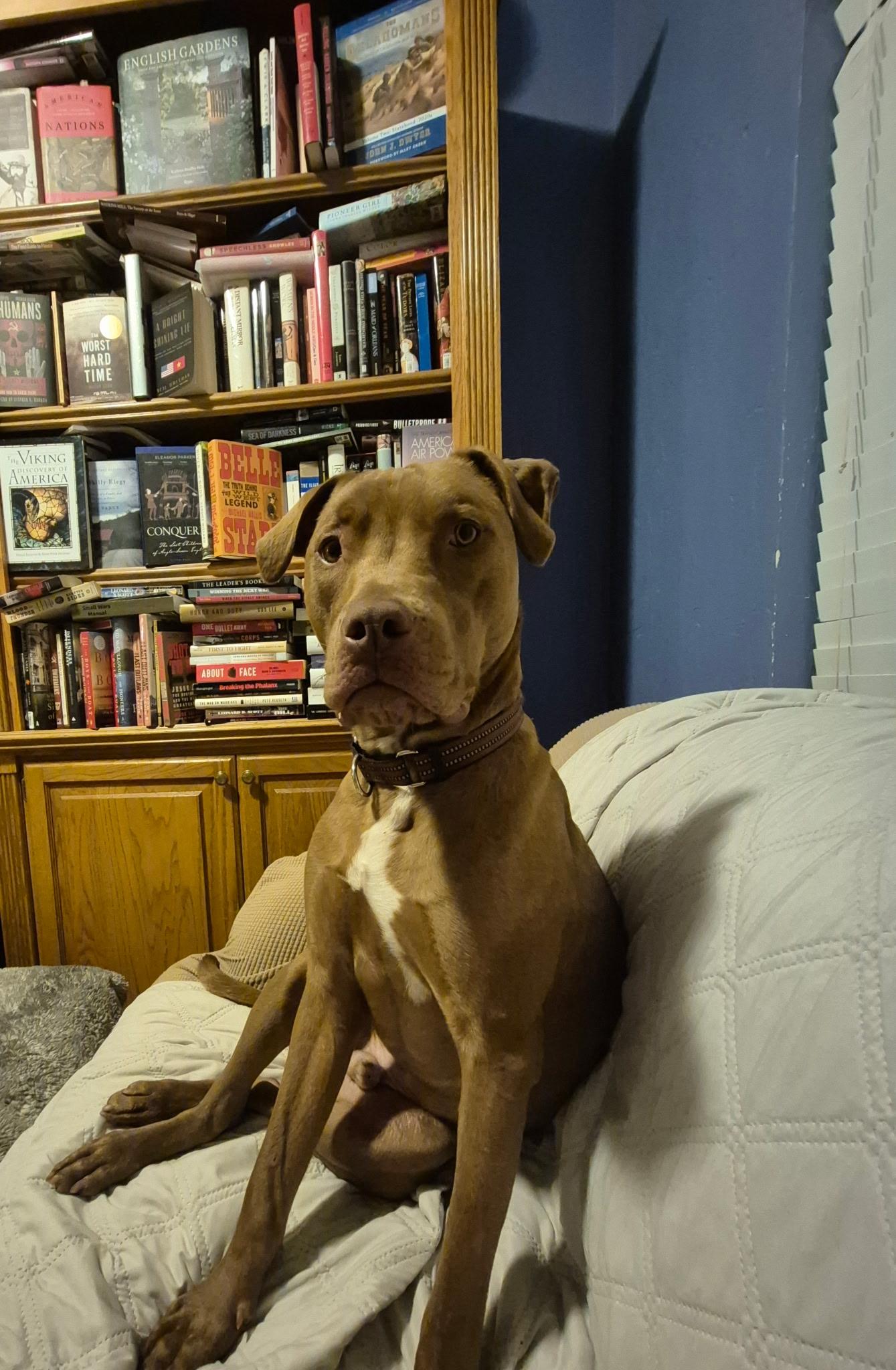 Achilles, a Adoptable mixed breed in Yukon, OK image 4/4