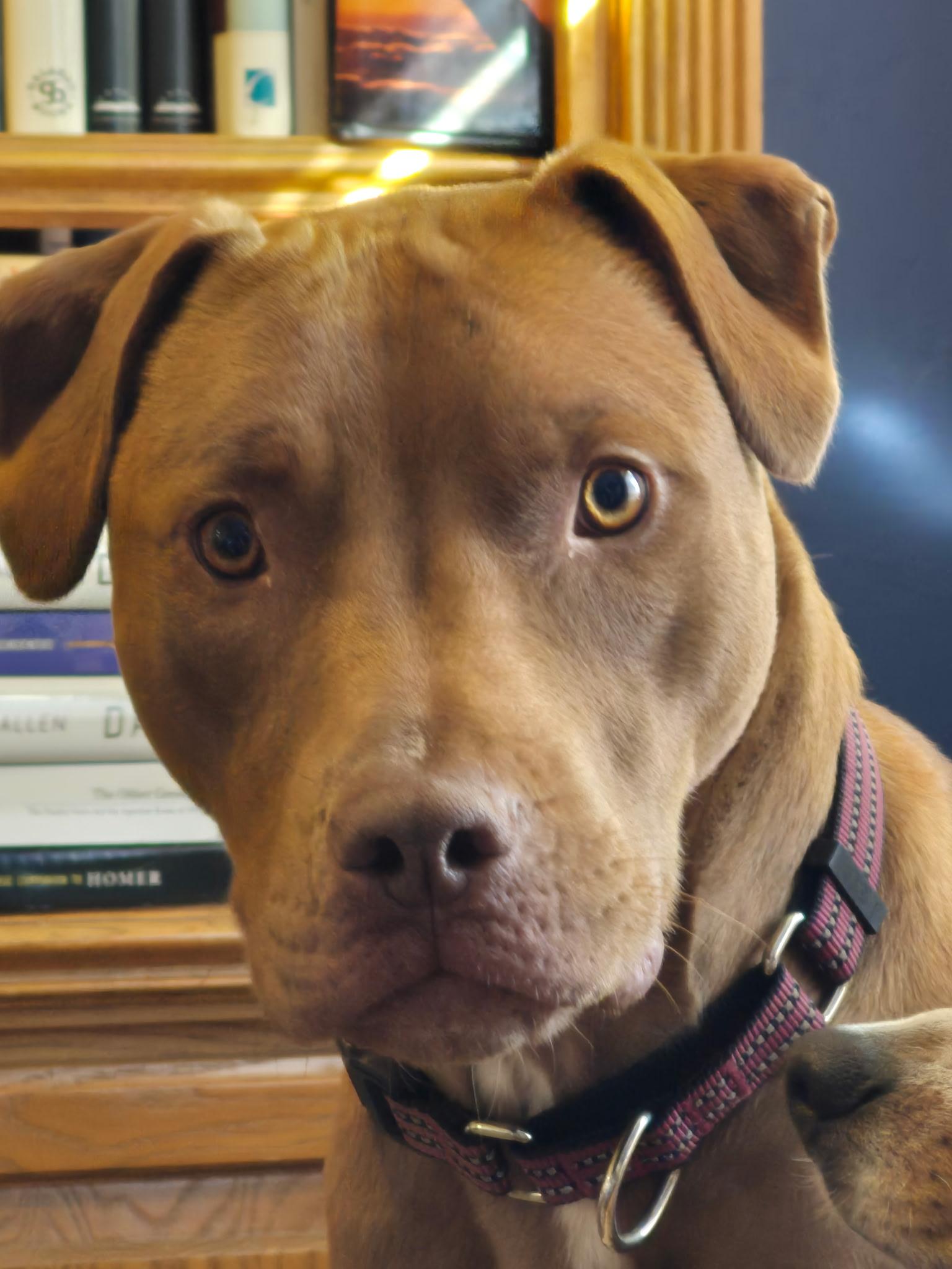 Achilles, Adoptable, Adult Male Pit Bull Terrier.