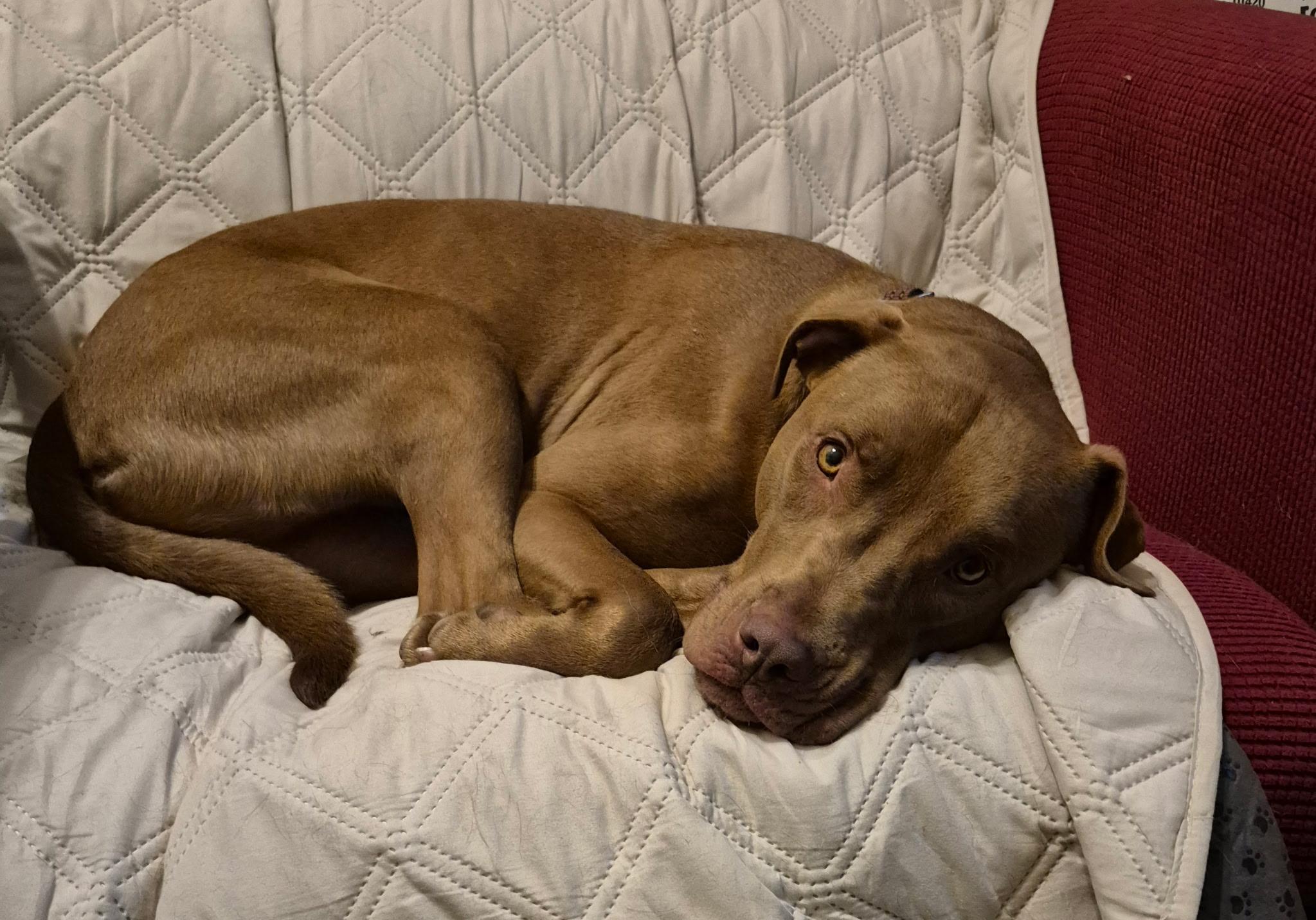 Achilles, a Adoptable mixed breed in Yukon, OK image 3/4