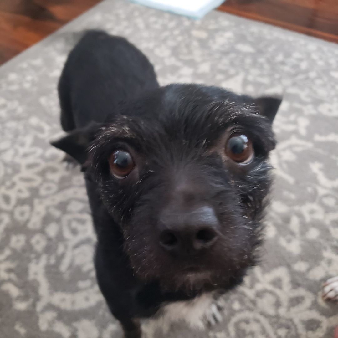 Tiny, Adopted, Adult Female Chihuahua.