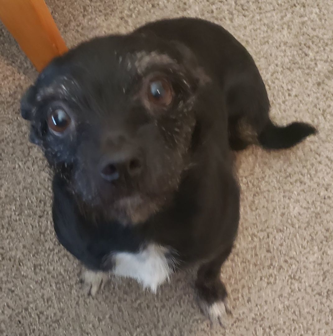 Enlarge Tiny, a Adopted Chihuahua in Ephrata, WA image 2/5