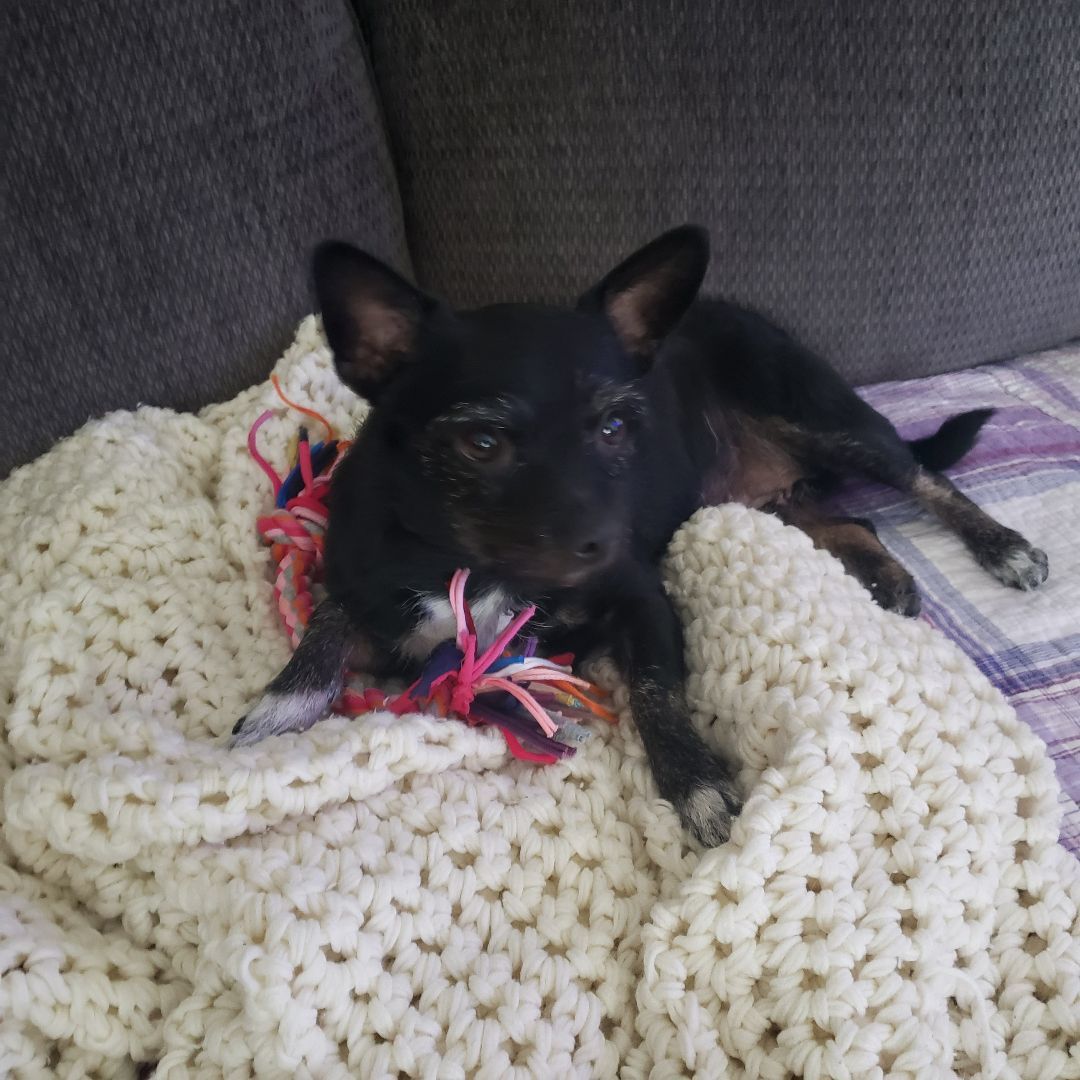 Enlarge Tiny, a Adopted Chihuahua in Ephrata, WA image 3/5