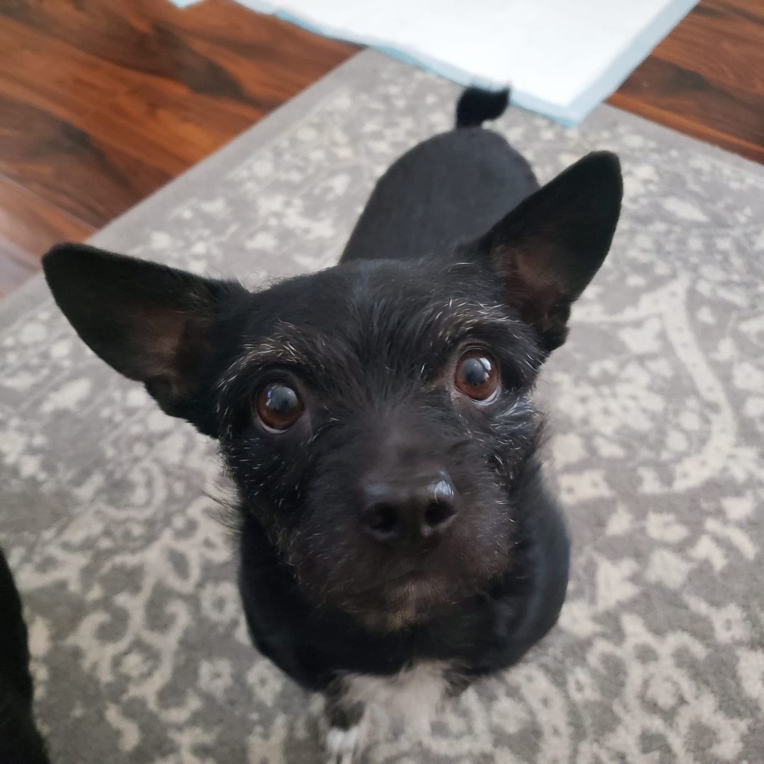 Enlarge Tiny, a Adopted Chihuahua in Ephrata, WA image 4/5