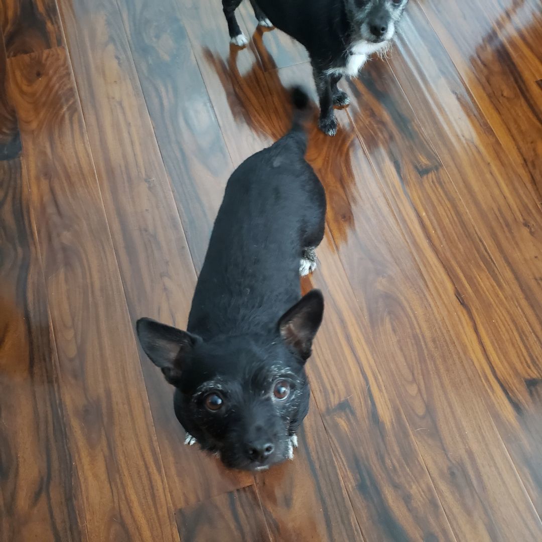 Enlarge Tiny, a Adopted Chihuahua in Ephrata, WA image 5/5