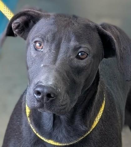 Enlarge Joel, a Adoptable mixed breed in La Harpe, KS image 1/3