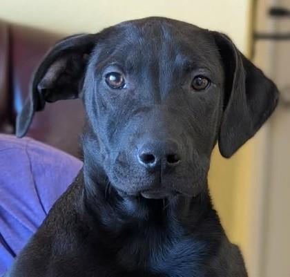 Joel, Adoptable, Puppy Male Labrador Retriever & Mixed Breed.
