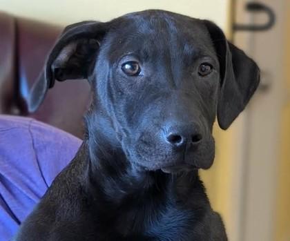 Enlarge Joel, a Adoptable mixed breed in La Harpe, KS image 2/3