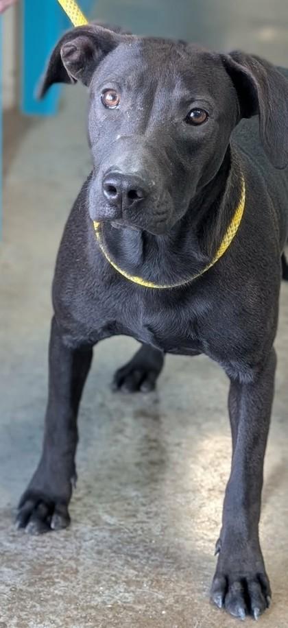 Enlarge Joel, a Adoptable mixed breed in La Harpe, KS image 3/3