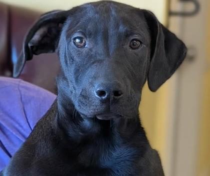 Enlarge Joel, a Adoptable mixed breed in La Harpe, KS image 3/3