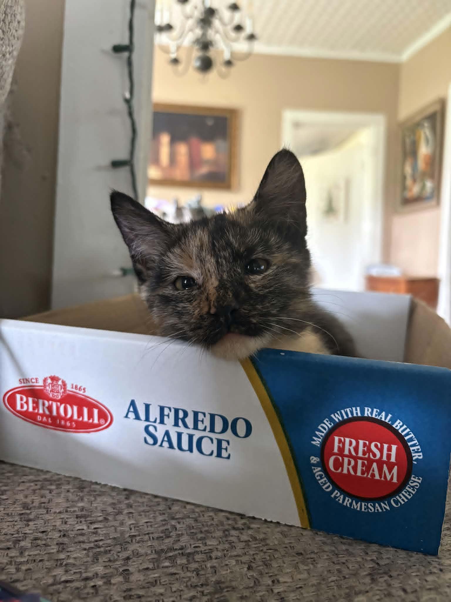 Joss, a ADOPTABLE Tortoiseshell in Lancaster, KY image 2/2
