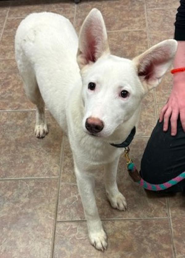 Dandy, Adoptable, Young Male Shepherd & Siberian Husky.