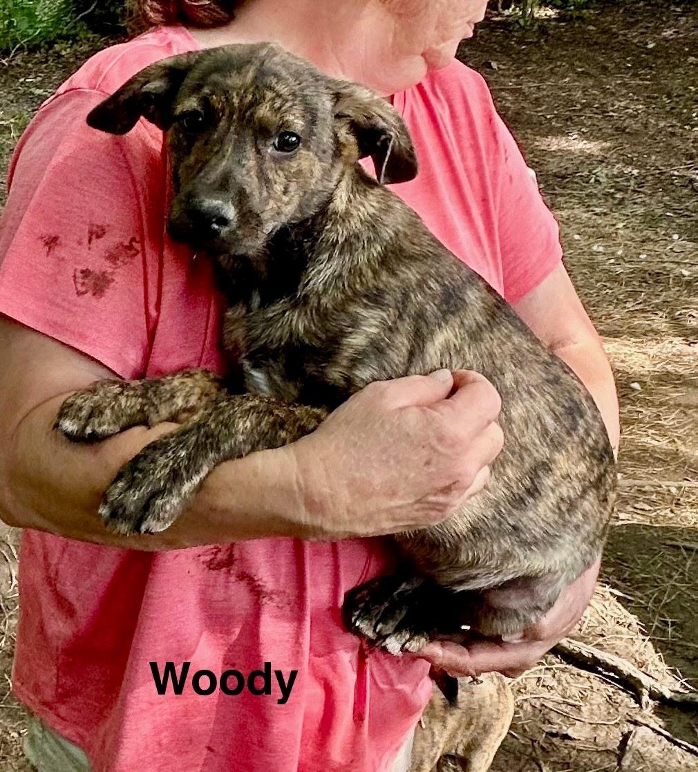 Woody