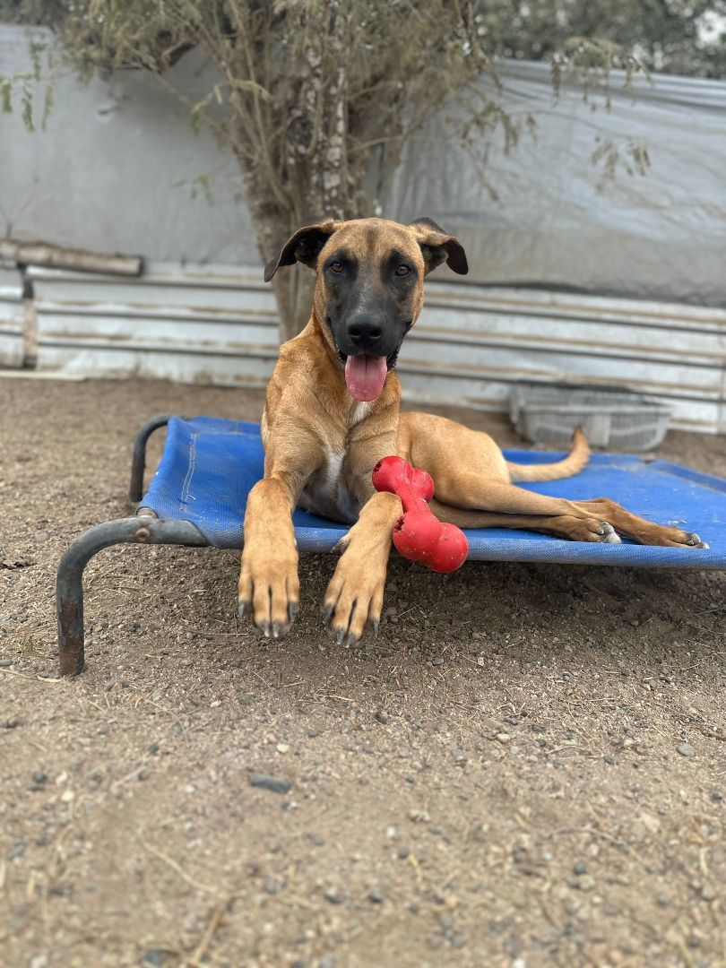 Tucan — thumbnail 2