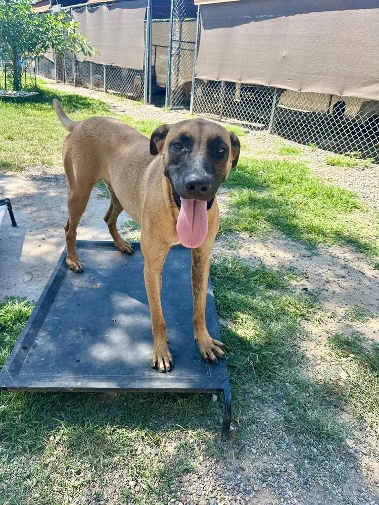 Tucan — thumbnail 3