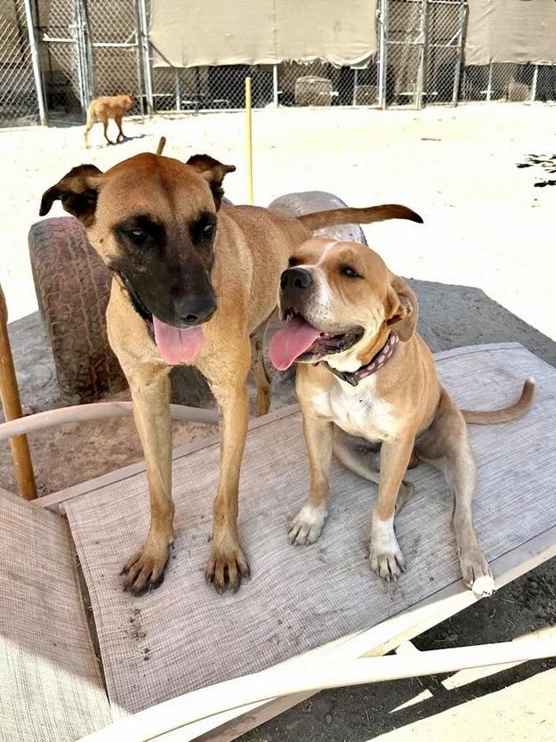 Tucan — thumbnail 4