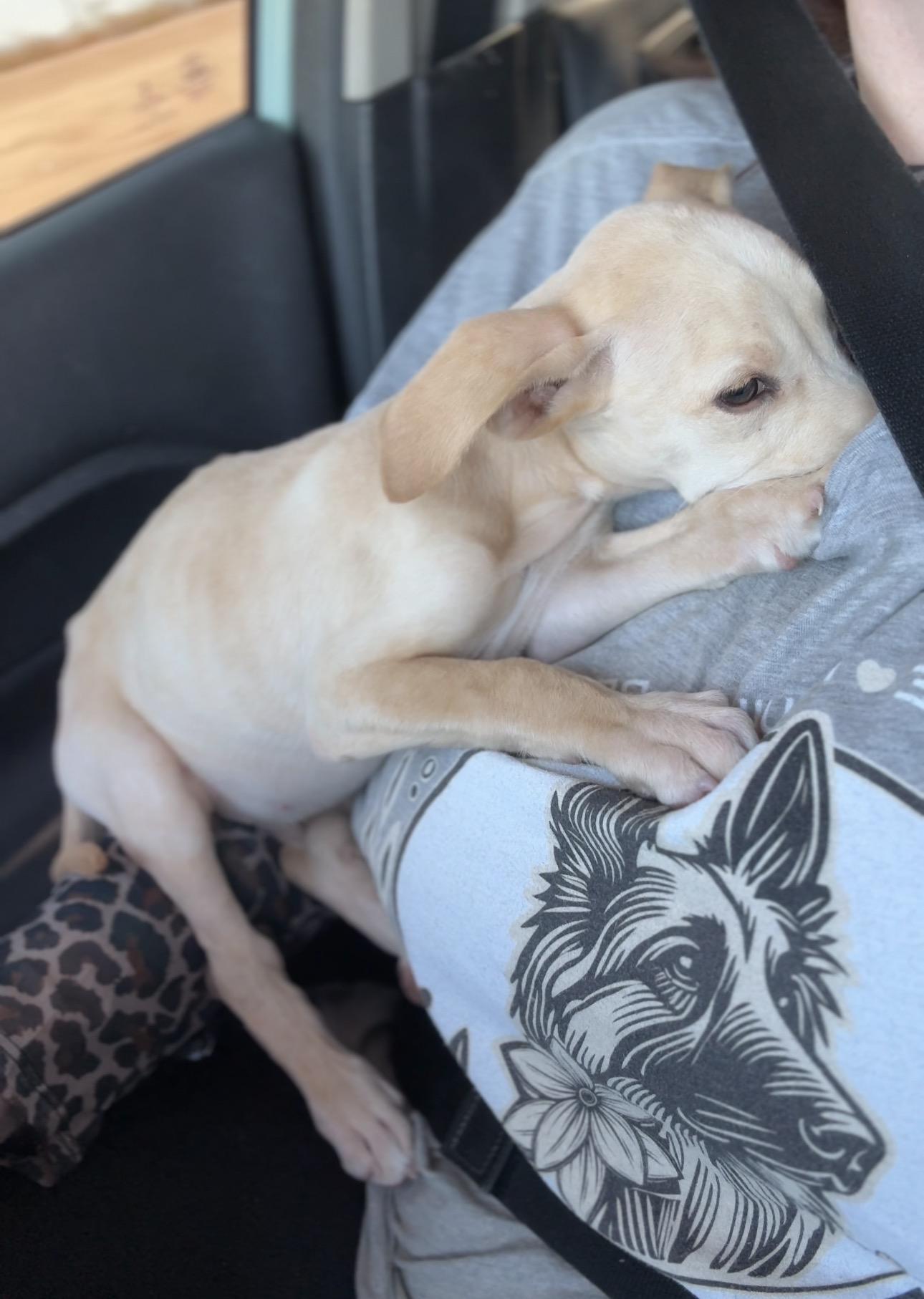 Enlarge Noah, a Adoptable mixed breed in Palm desert, CA image 3/6