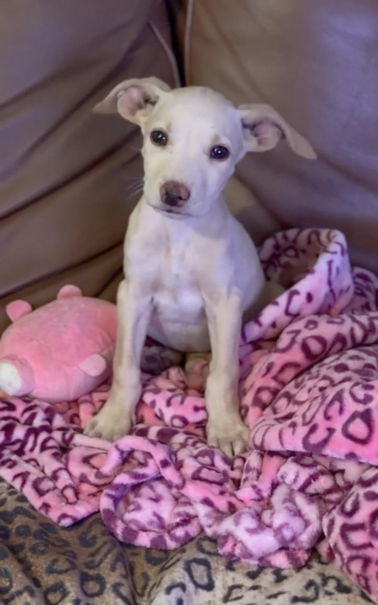 Enlarge Noah, a Adoptable mixed breed in Palm desert, CA image 6/6