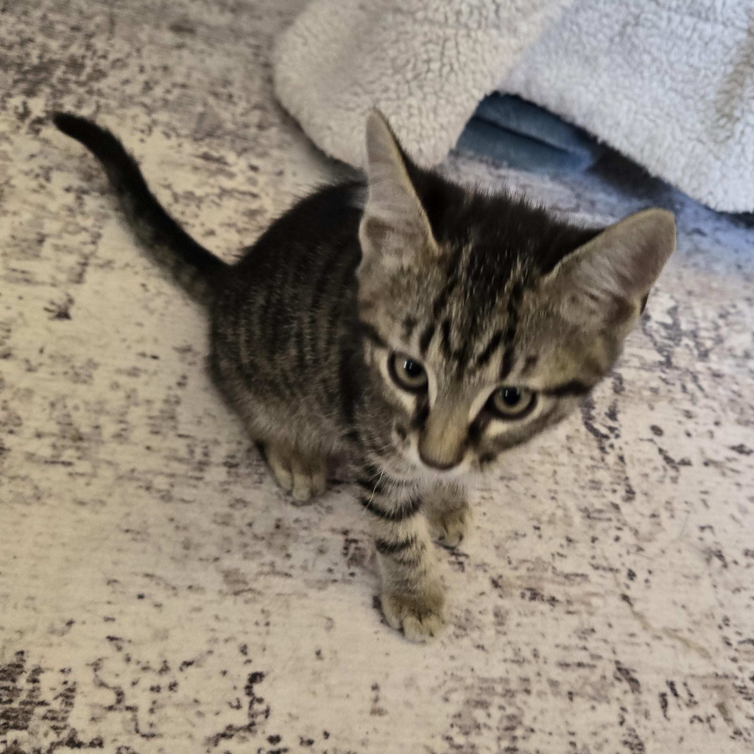 Kirby-(kj), Baby Male Domestic Short Hair