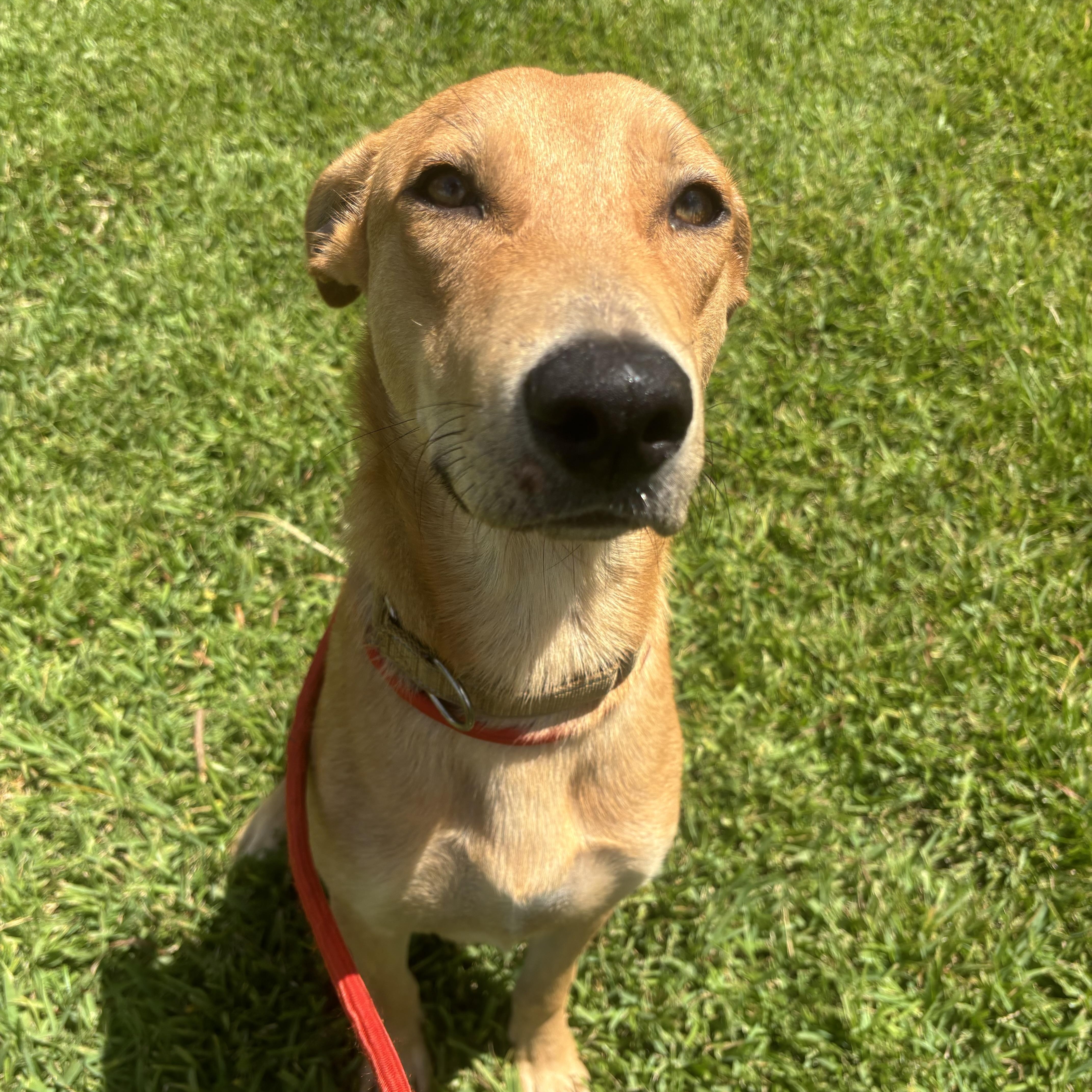 Miles, adopted, Young Male Mixed Breed.