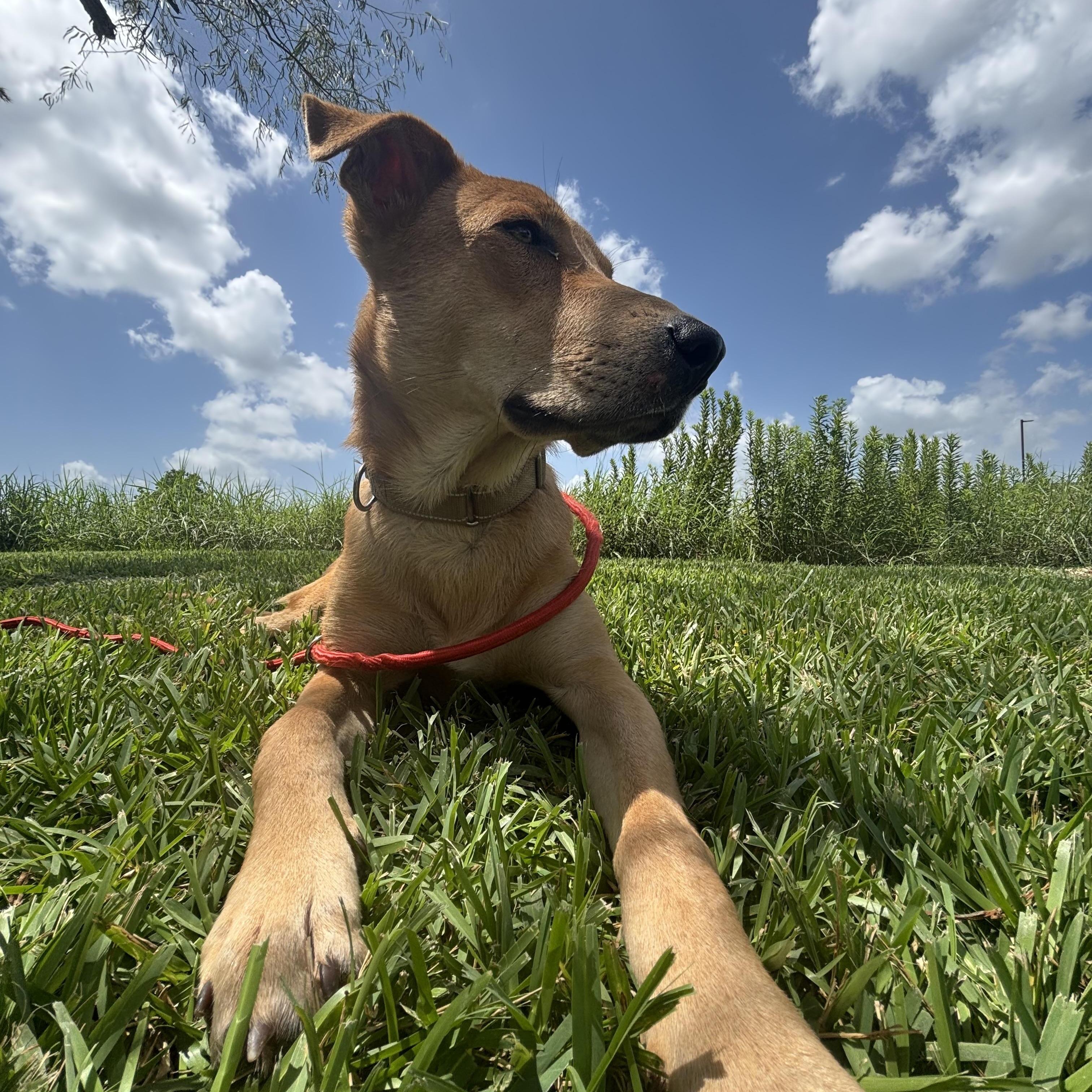 Miles, an adopted Mixed Breed in Brattleboro, VT image 4/5