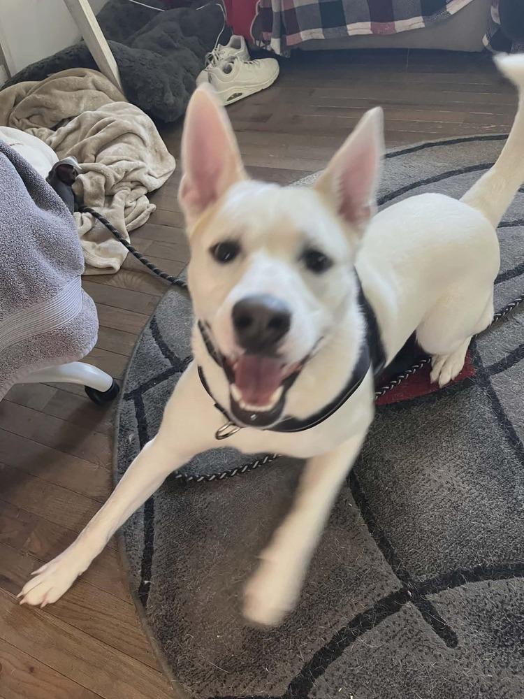 Enlarge Skyler, a Adoptable mixed breed in Peoria, IL image 1/5